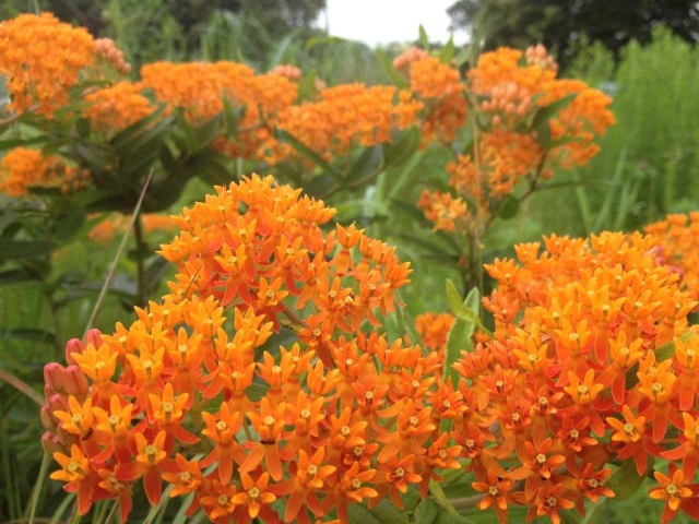 Asclepias Butterfly Weed